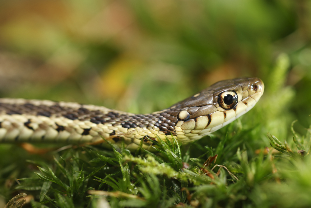 Interesting friendship fact about Garter snakes