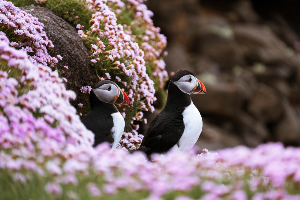 Puffin Use Stick To Get Rid of Itches. It’s the First Example of Seabirds Using Tools