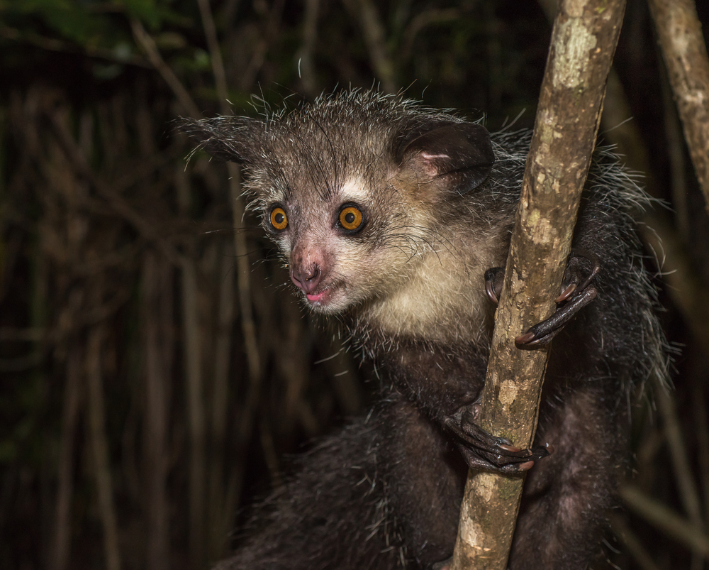 Interesting facts about an Aye-aye