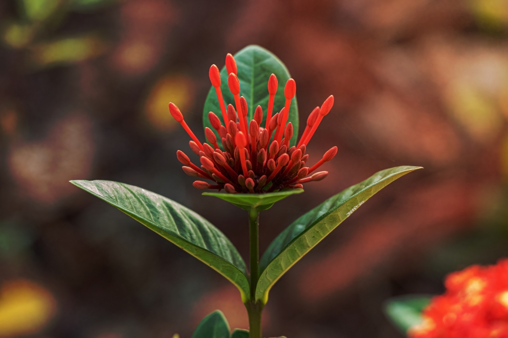 Unlocking the Secrets of King’s Holly: An Ancient and Endangered Plant of Tasmania