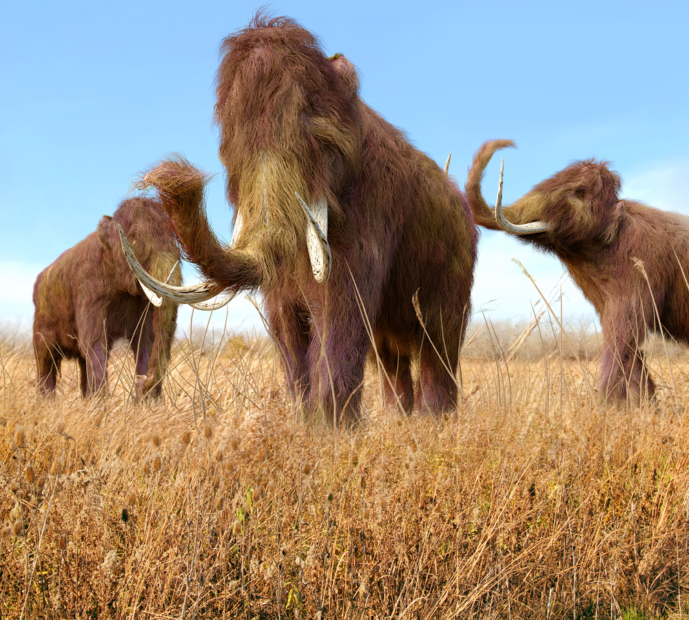 Are scientists trying to bring extinct Wooly mammoths back into life?