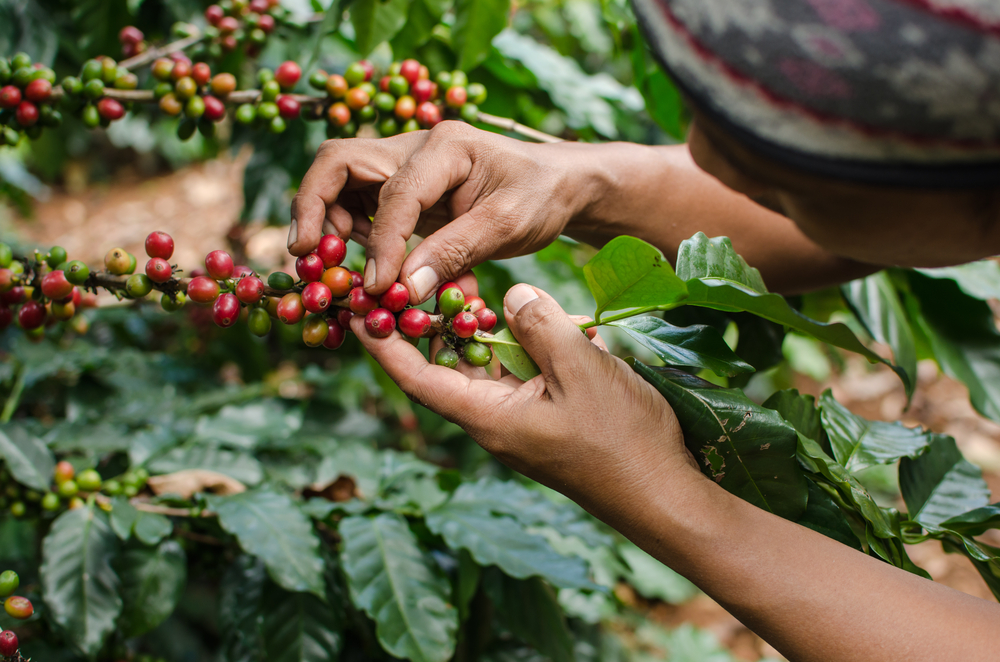 Exploring the Potential of Caffeine: A Natural and Powerful Organic Insecticide