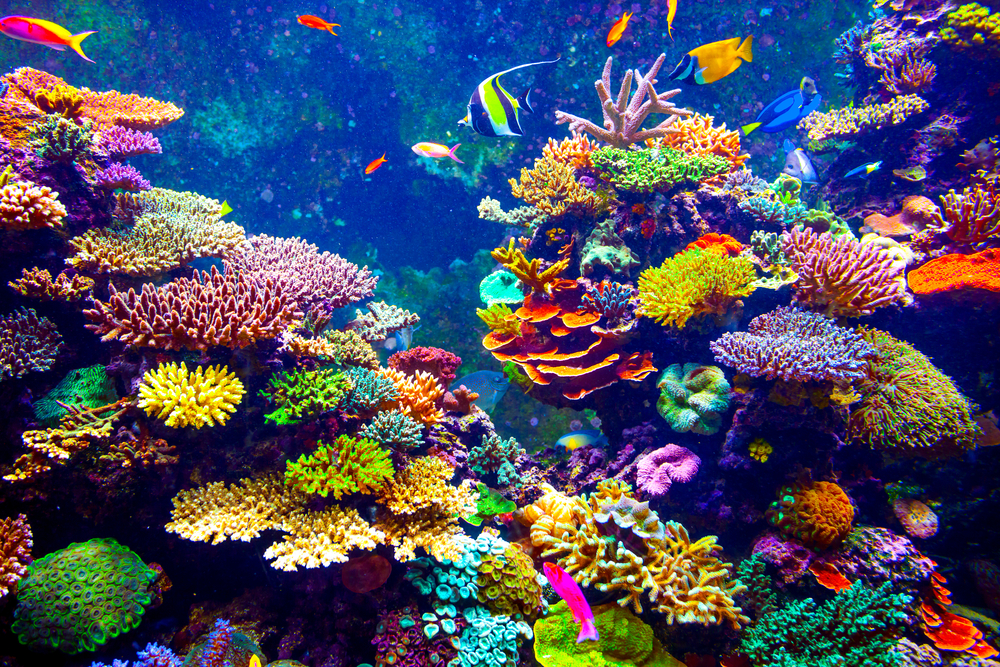Here’s how you can stop the coral reefs from getting extinct