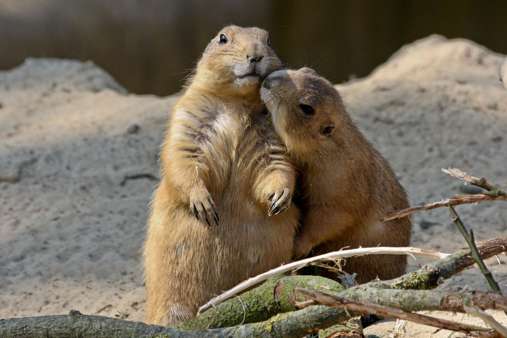 How Prairie Dogs ‘Greeting Kisses’ Shows Big Social Network