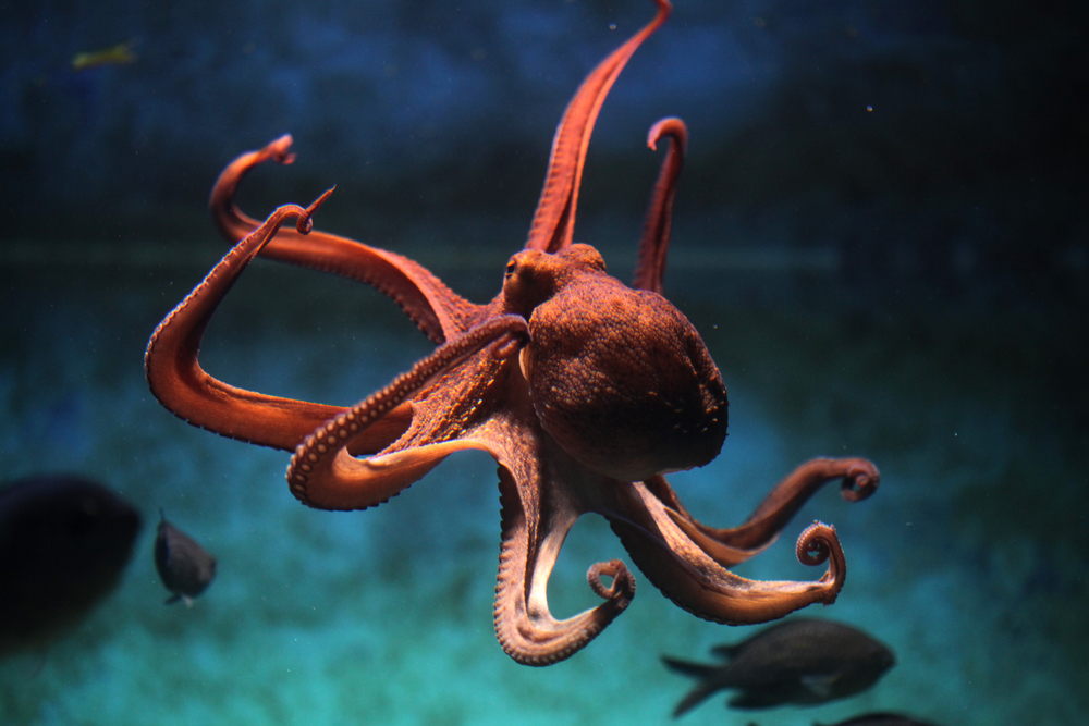 How do octopus arms work?