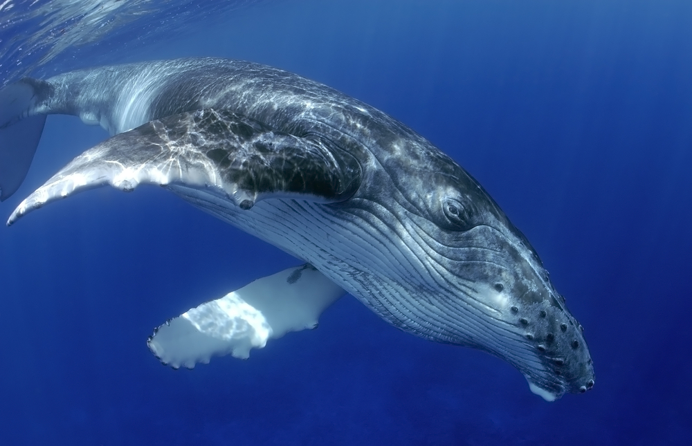 The Importance of Whale Feces in the Ocean’s Ecosystem and the Efforts to Preserve Them