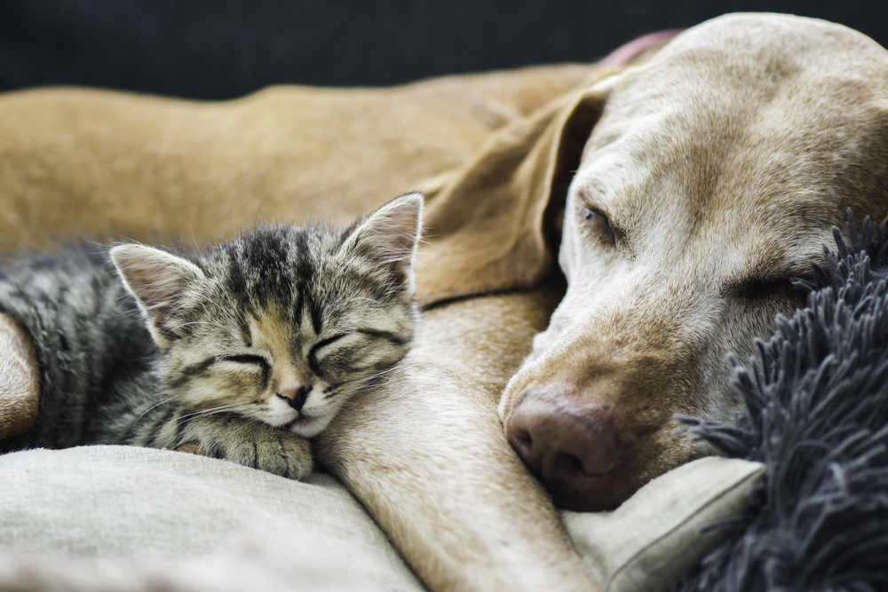Why do animals sleep so much?