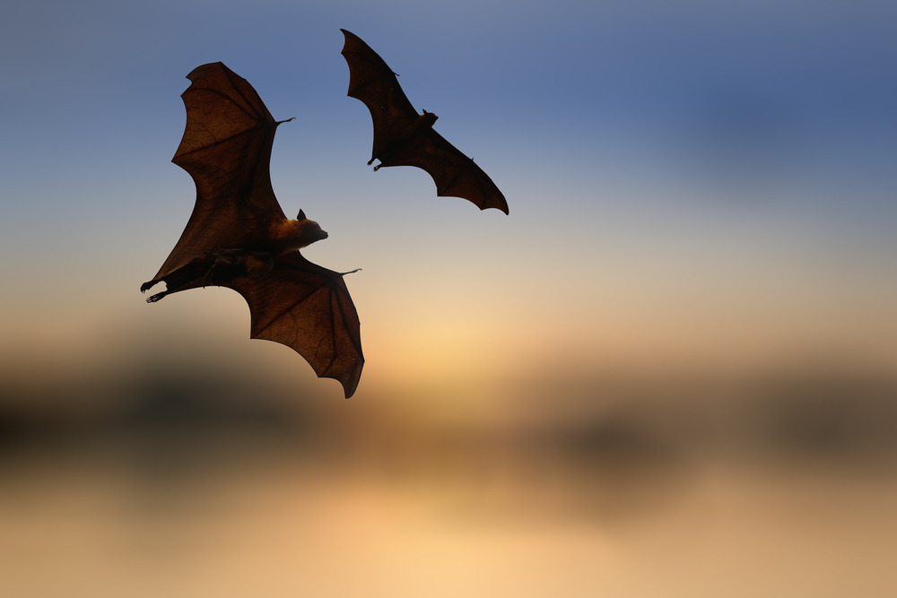 How this bat-friendly town is decreasing light pollution impact