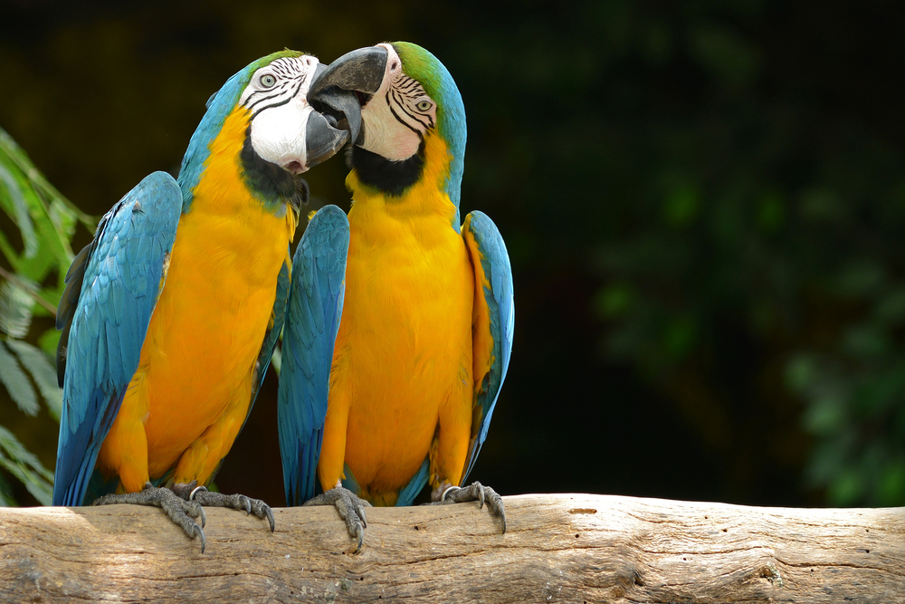 Parrots Will Help Each Other Out Selflessly