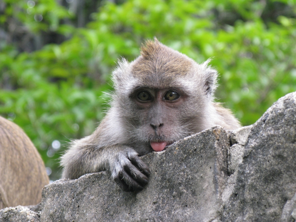 Humor in animals: the laughing species