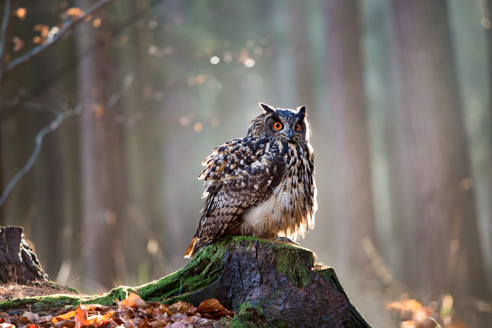 The owl that ate too much￼