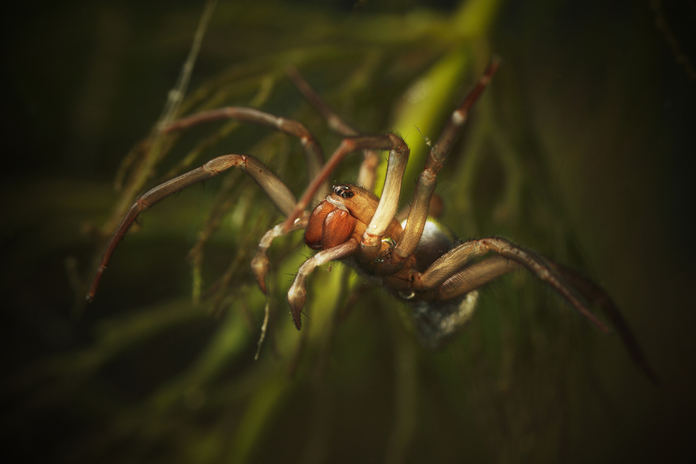 The unique skill of the diving bell spider