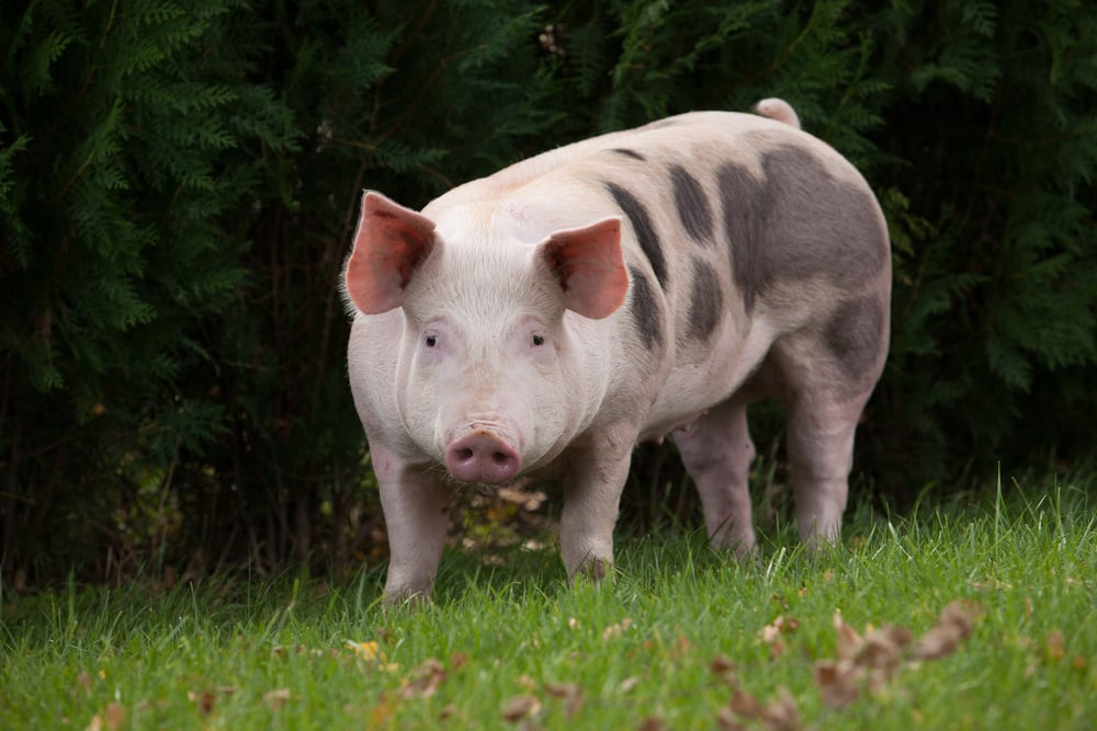 The Story Behind China’s Pig Breeding