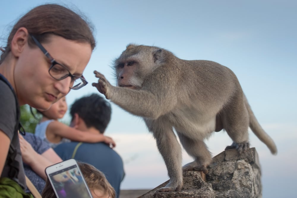 Curious monkeys: why they steal expensive items
