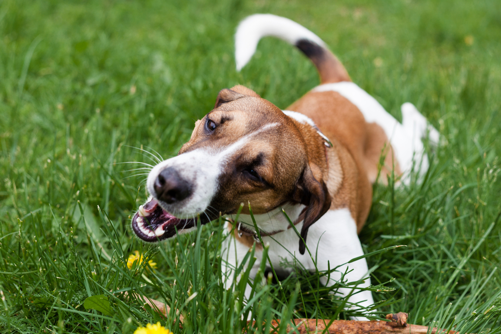 Various reasons regarding why dogs eat grass