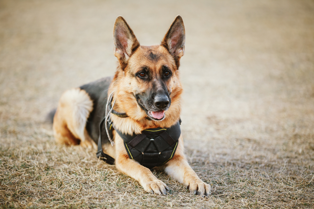 How can you adopt a retired police dog?
