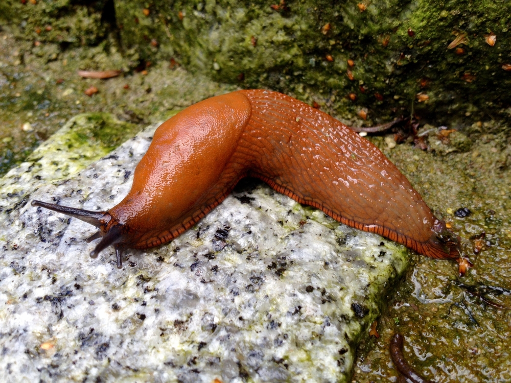 These hot-pink slugs survived the Australian bushfires