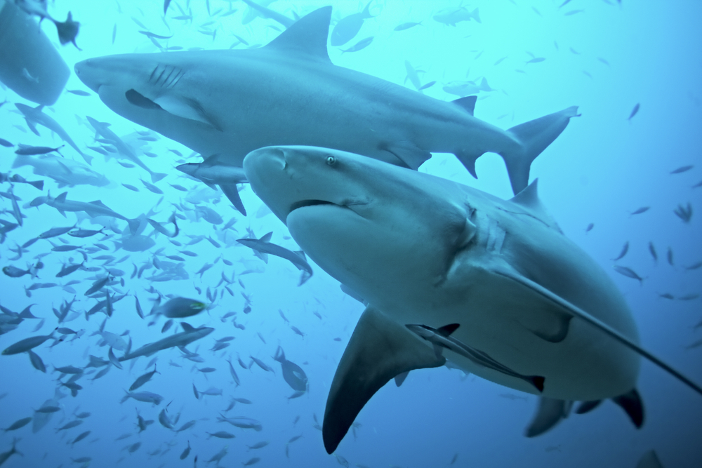 Exploring the Unique Sense of Electroreception in Sharks: From Survival to Inspiration