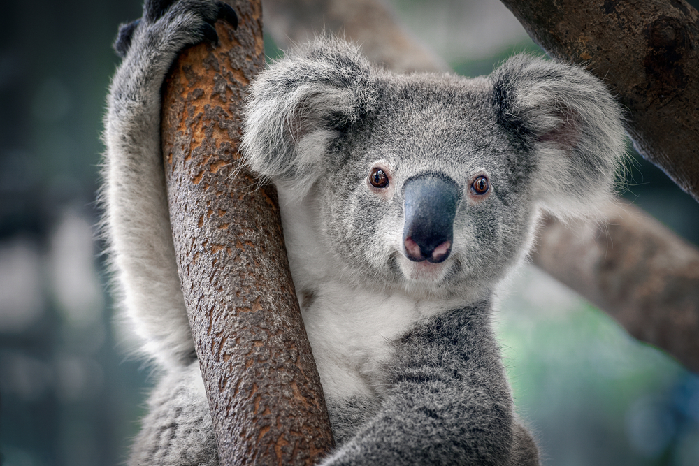 Everything you wanted to know about the koala bear
