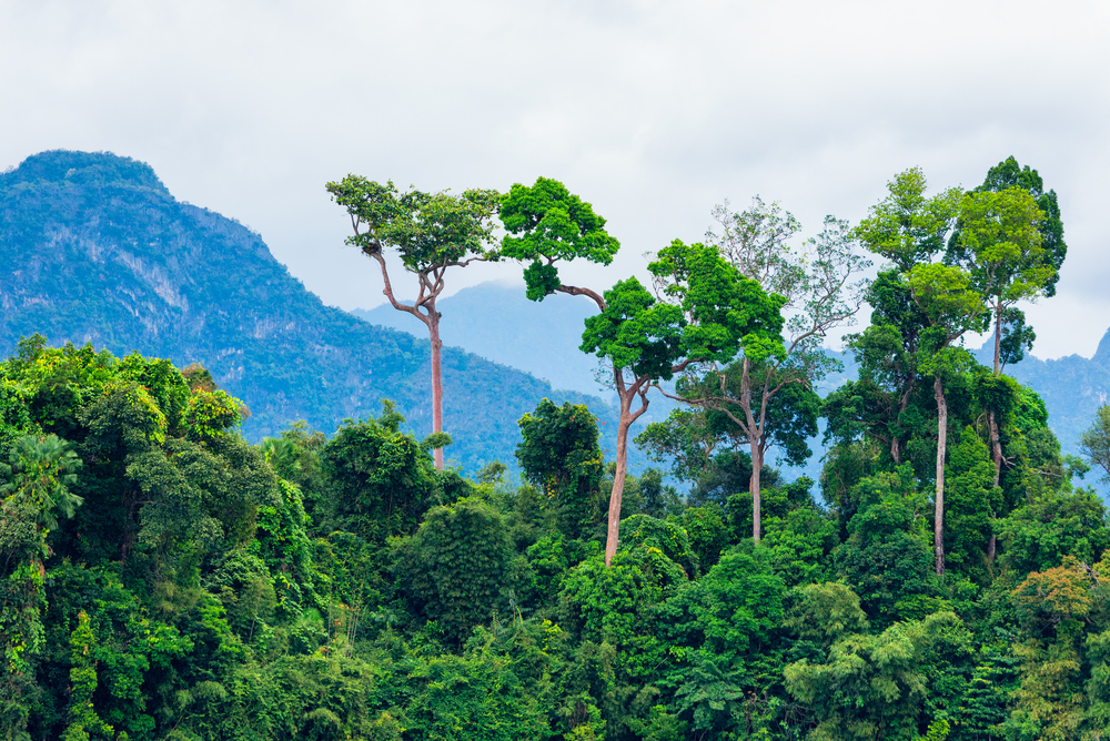 These are the five world’s most instagrammable forests