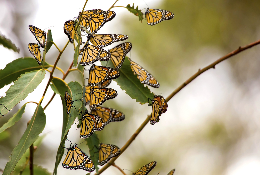 Reasons for the depletion of the California’s Monarch butterfly