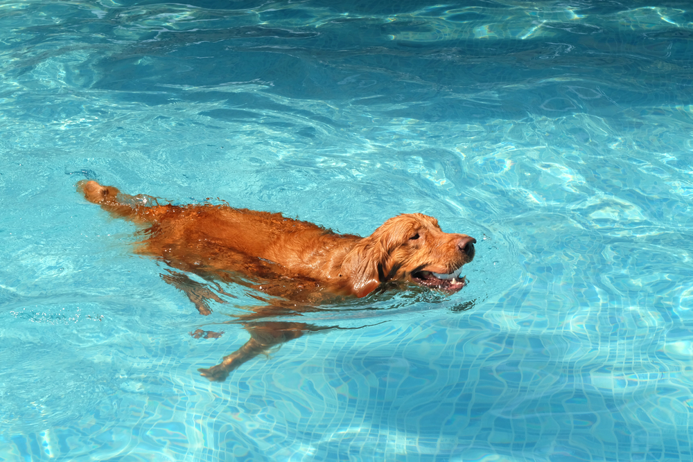 The dog that nearly drowned