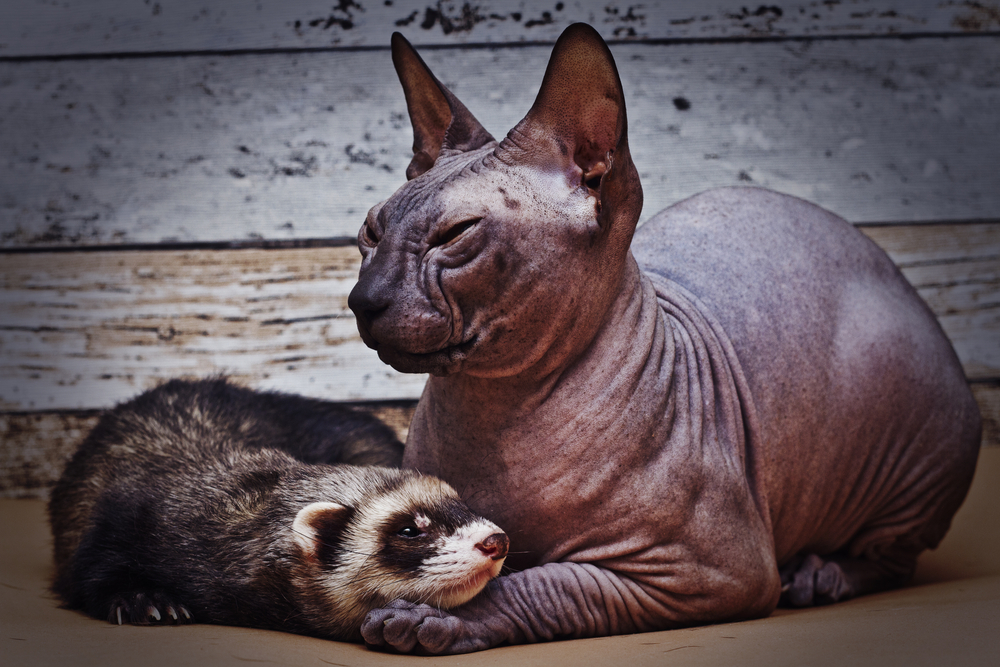6 Unusual animal friendships