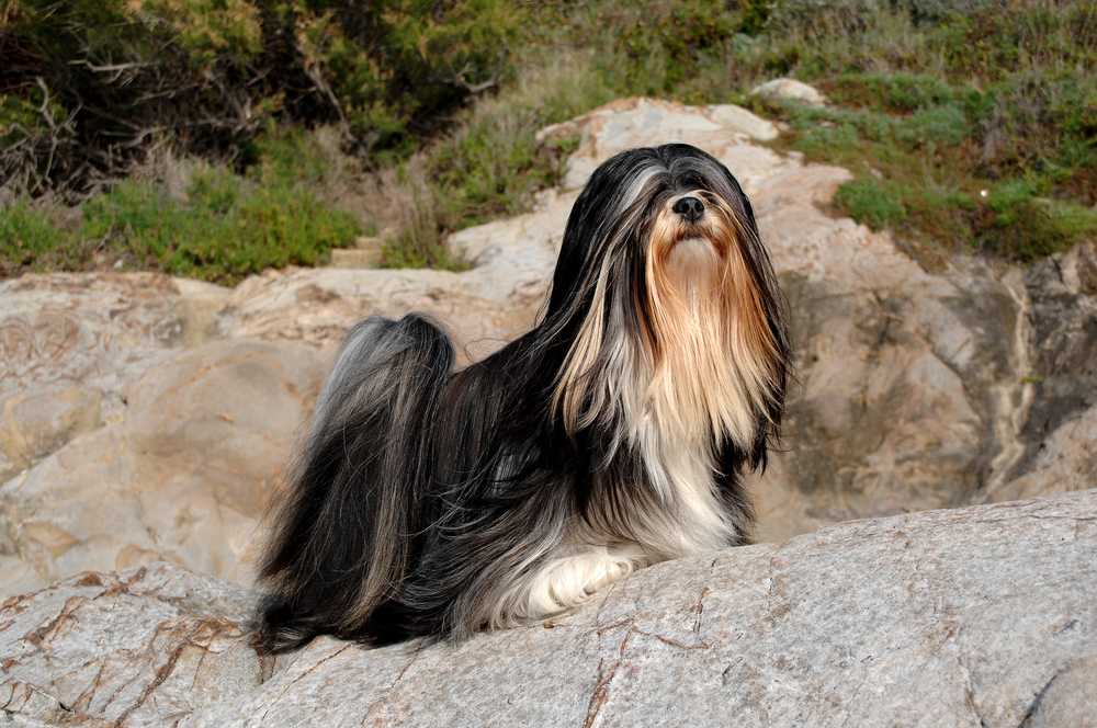 Here Are the 8 Oldest Dog Breeds In the World