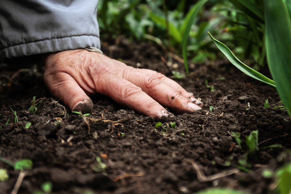 Soil: The Foundation of Life
