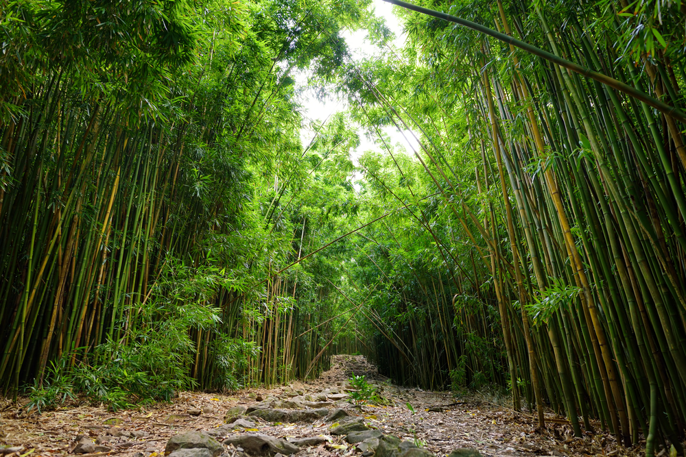 Exploring the Innovative Applications of Bamboo: How this Versatile Plant is Inspiring New Technologies