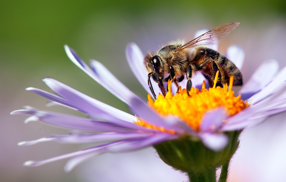 Why we need bees