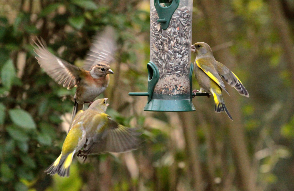 Should you feed birds and how?