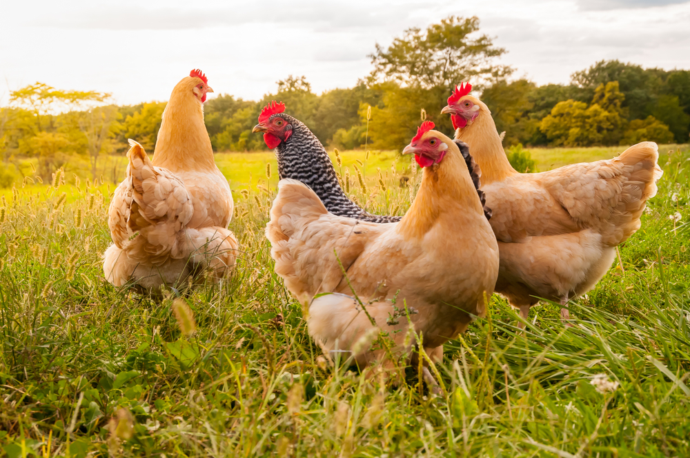 What is the maximum lifespan of the chickens?