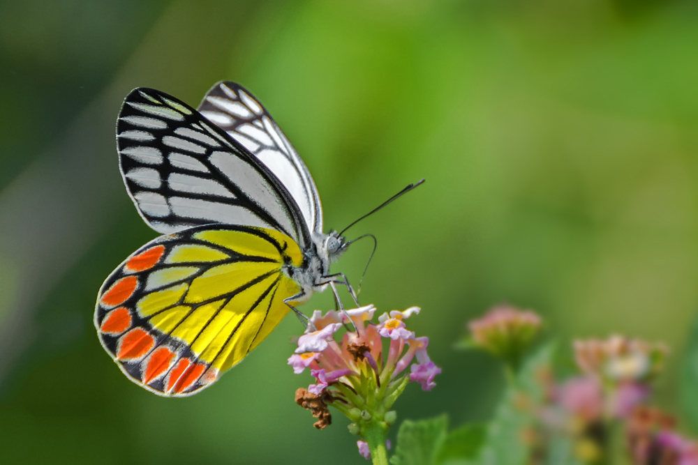 What is the meaning of the butterfly colors?