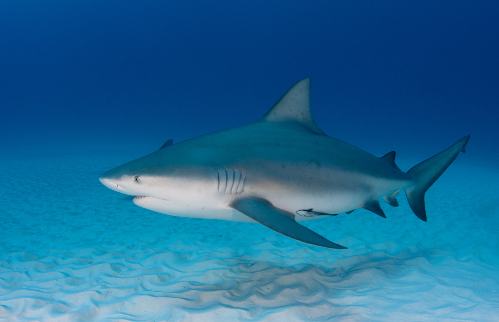 How researchers work for improving marine preservations in the Bahamas