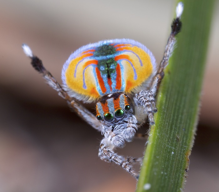 Insight into the life of poisonous spiders of Australia
