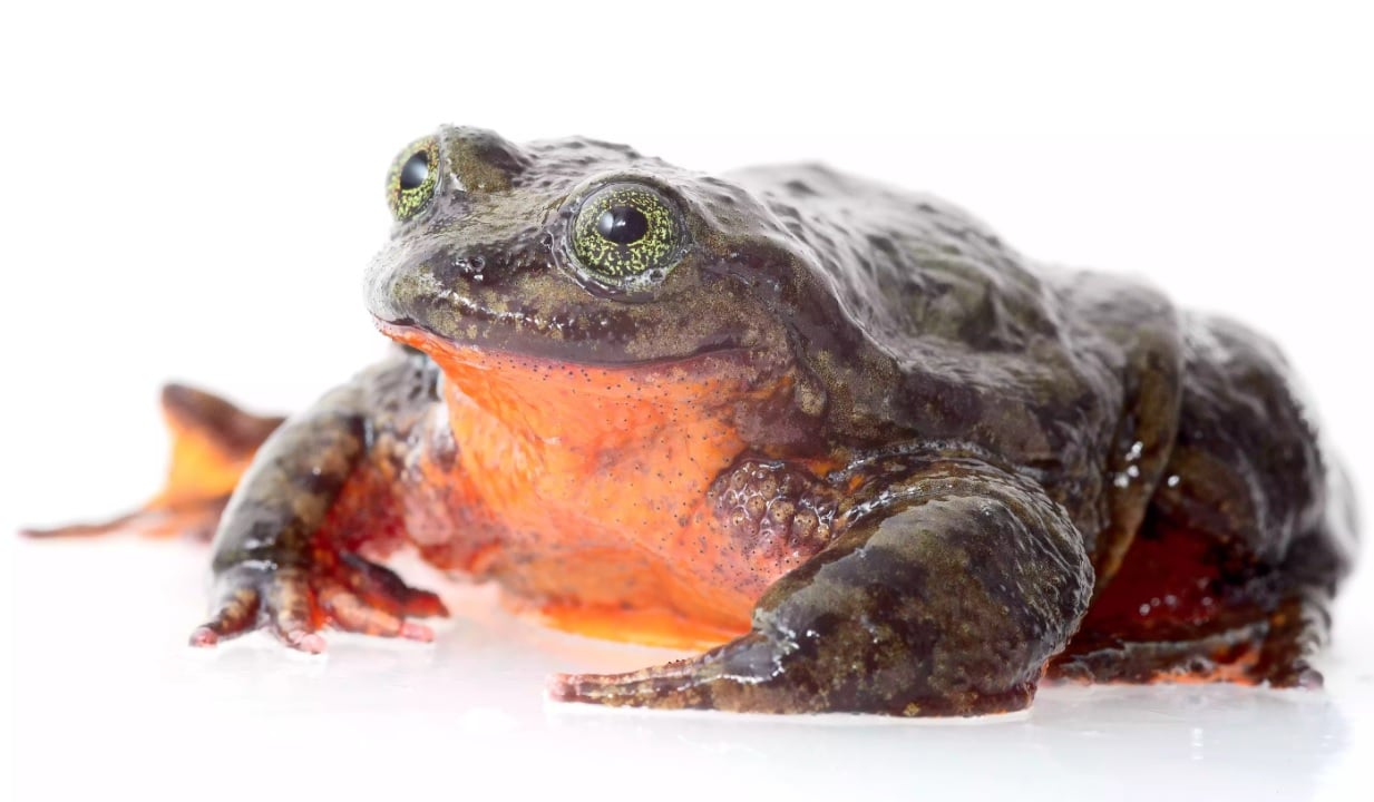 The loneliest frog in the world finally finds his Juliet